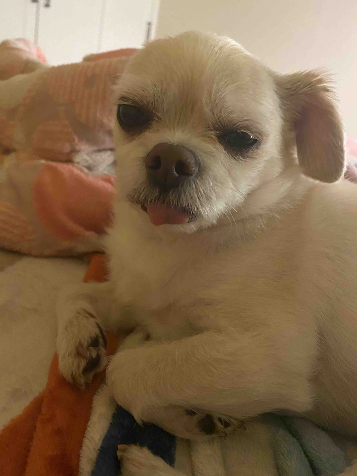 Sleepy dog
