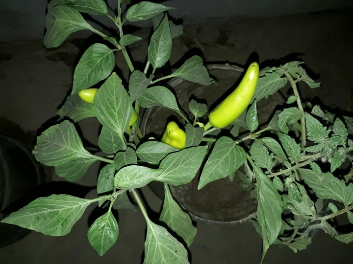 CHILLIES