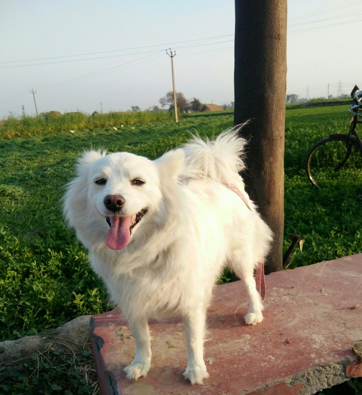 silky dogy