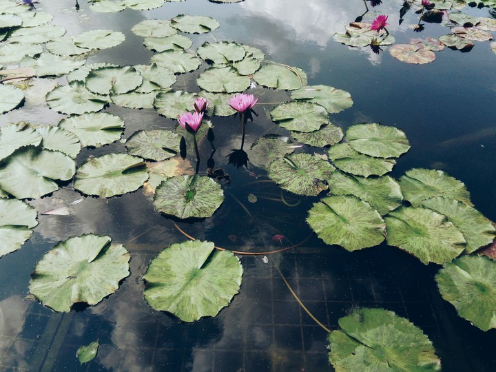 Water Lily