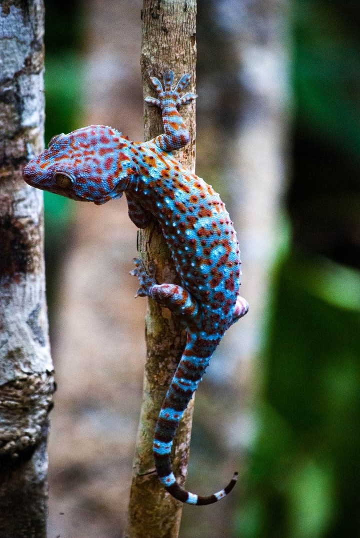 Tokkey Gekko