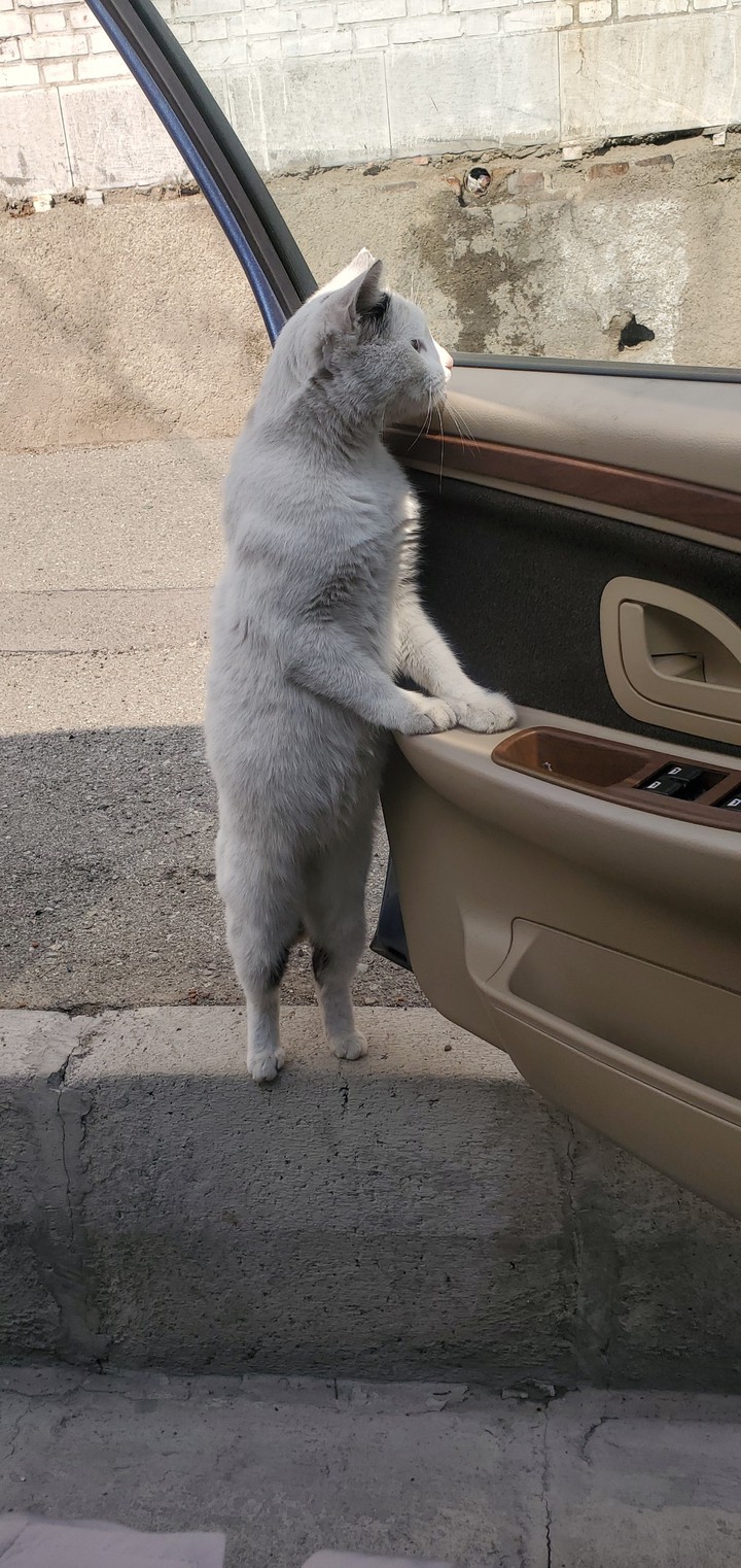 cat