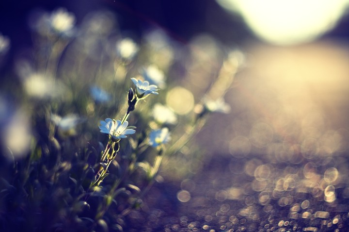 Blue Flowers