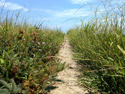 ant road