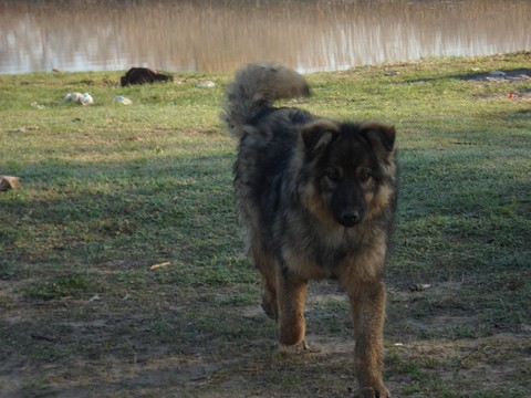 Барбос