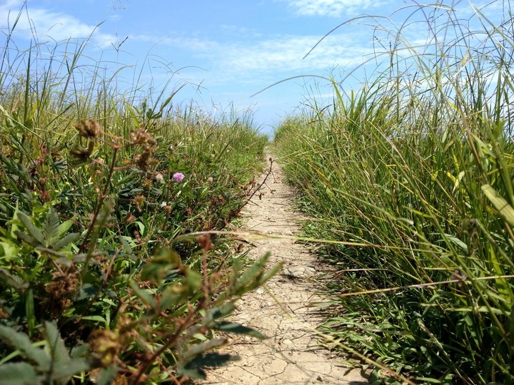 ant road