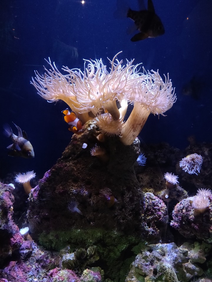 aquarium