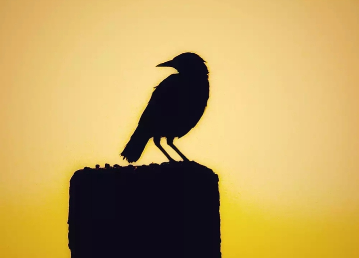 sunburd