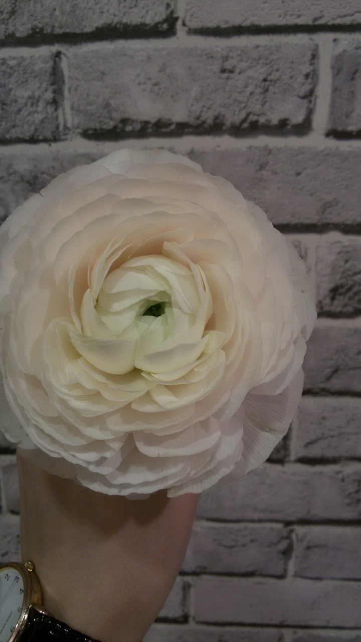 ранункулус