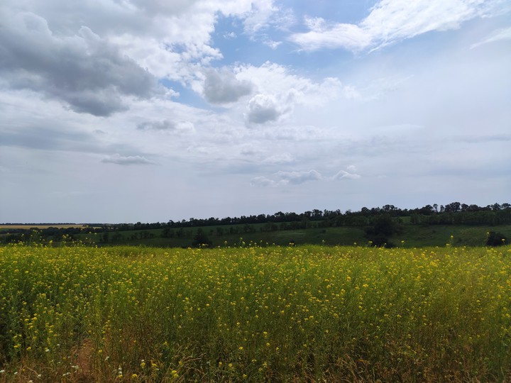 Ukrainian steppe in summer