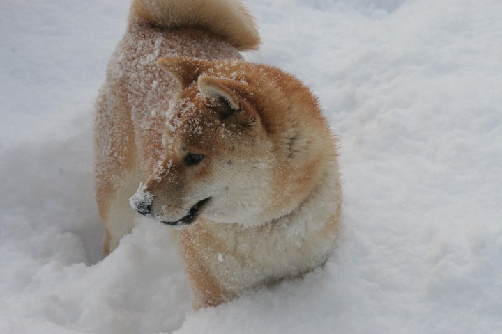 柴犬と雪