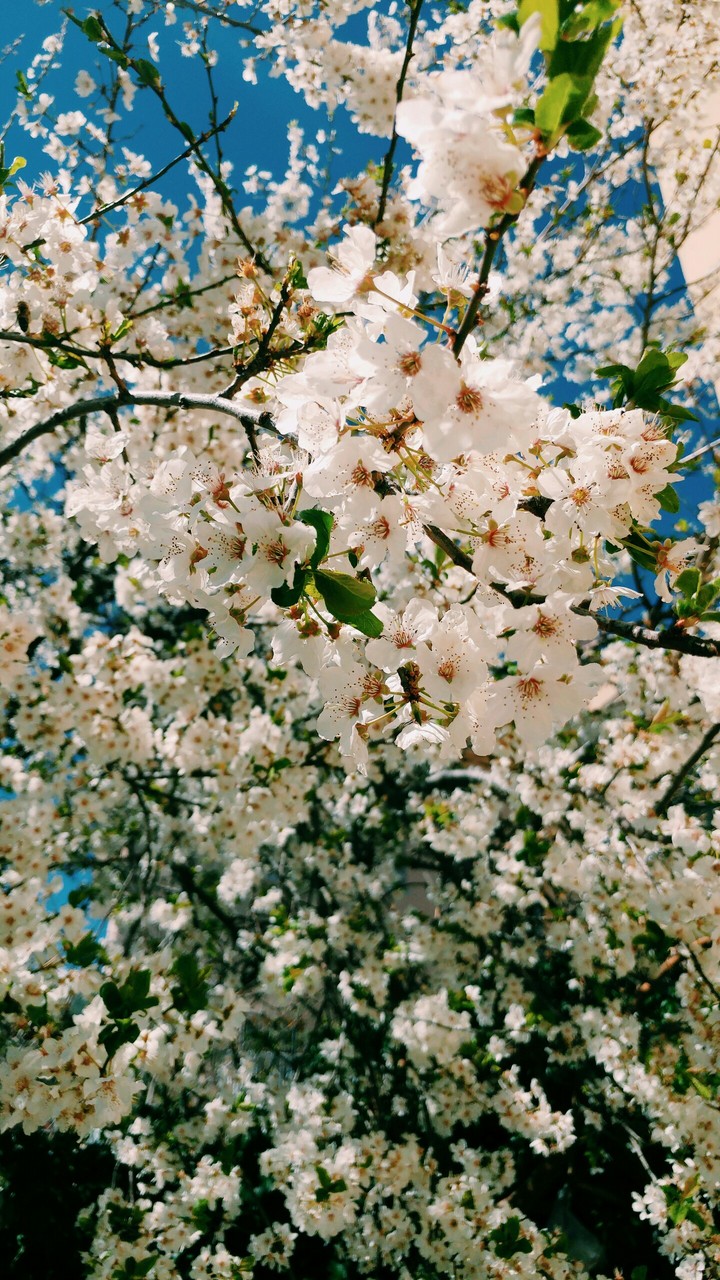 blossom
