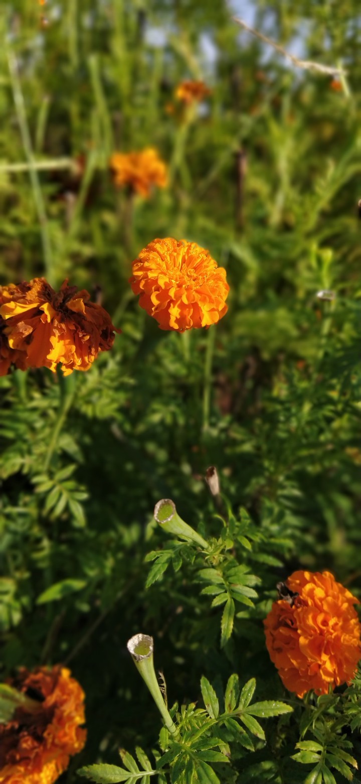 Florwer