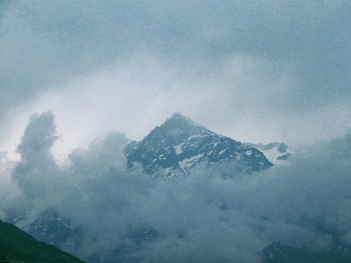 Forest in the cloud