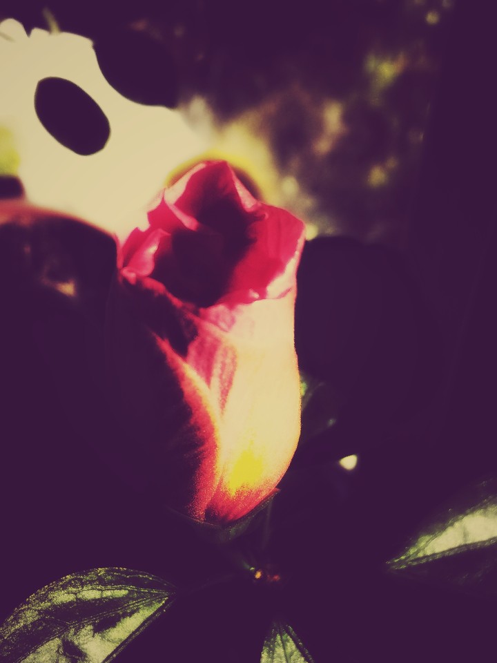 Мифический гибискус (Mifical Hibiscus)