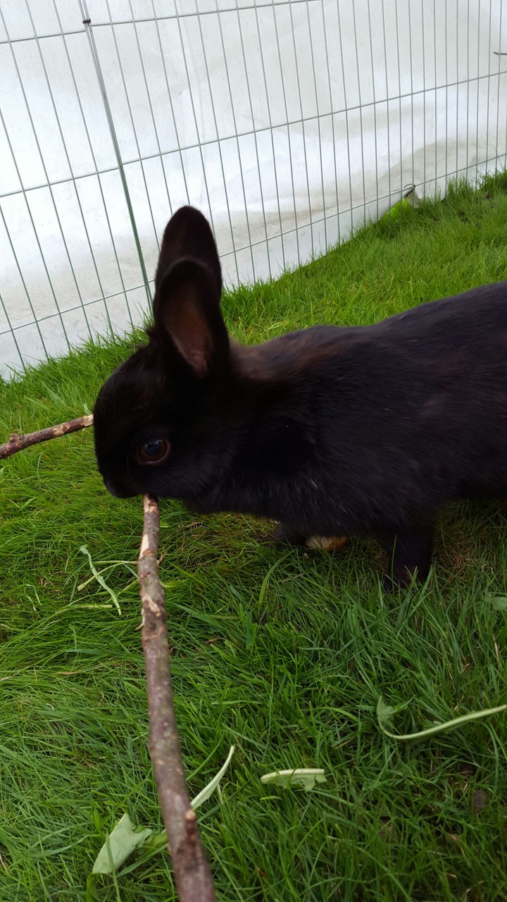 love my bunny Forti!