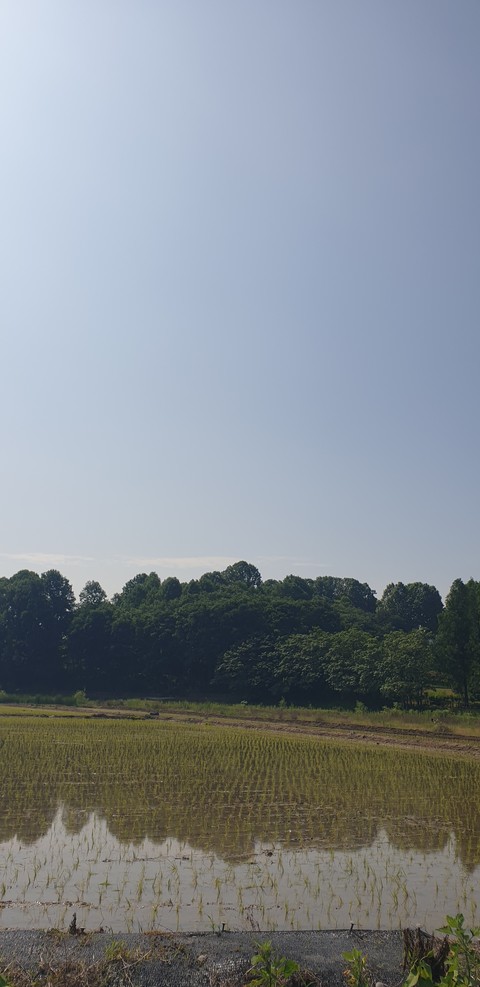 Green, Grass, Nature
