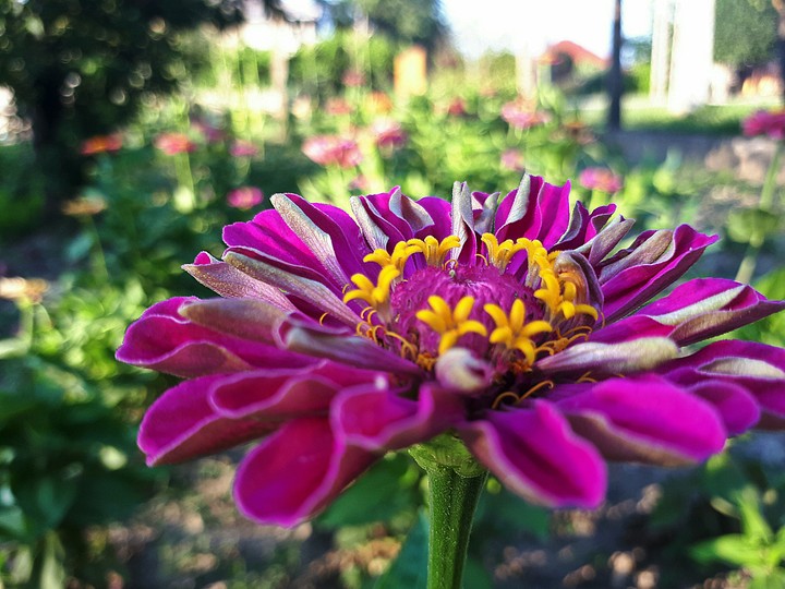 flower