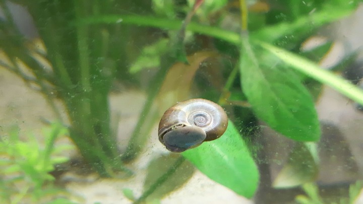 Schnecke 
