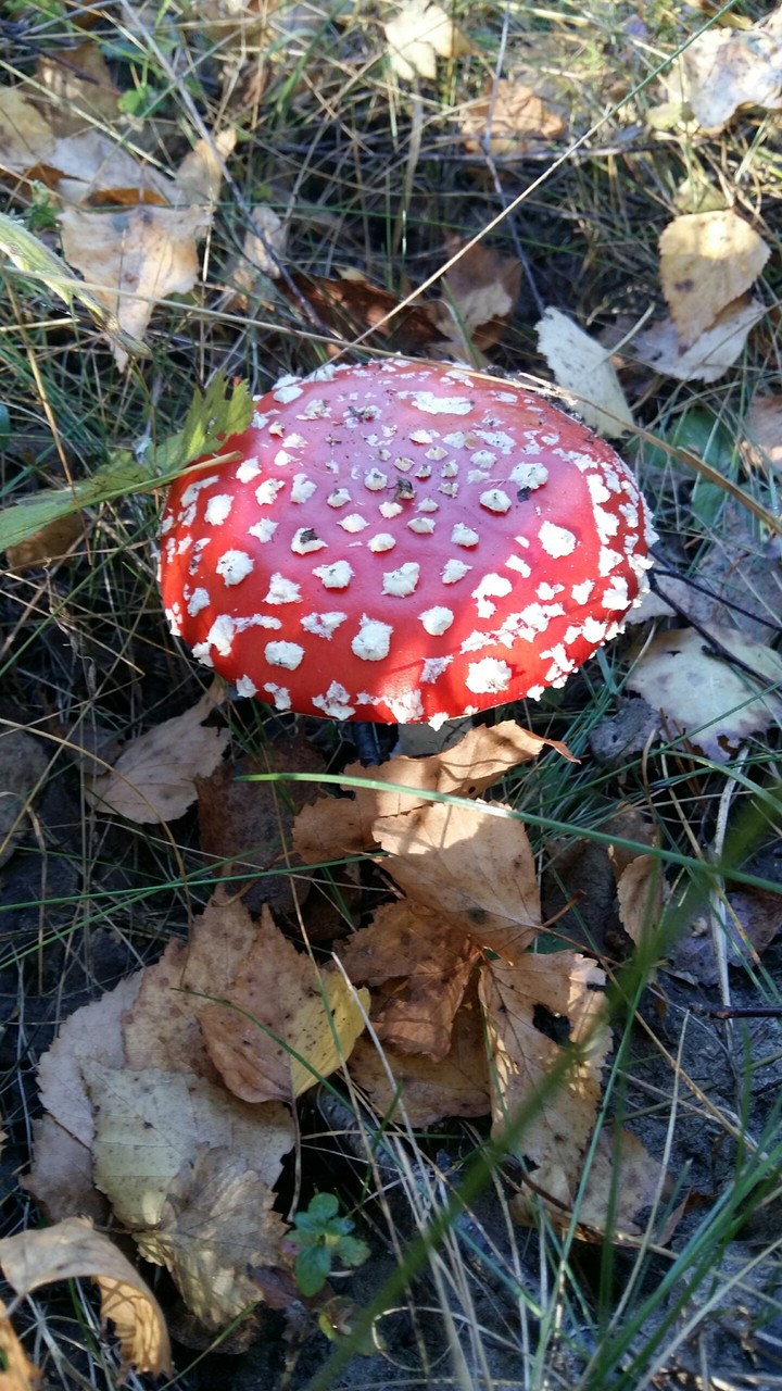 Camera-friendly mushroom
