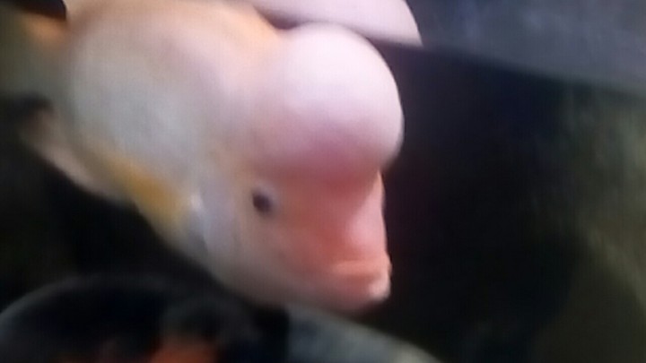 fish