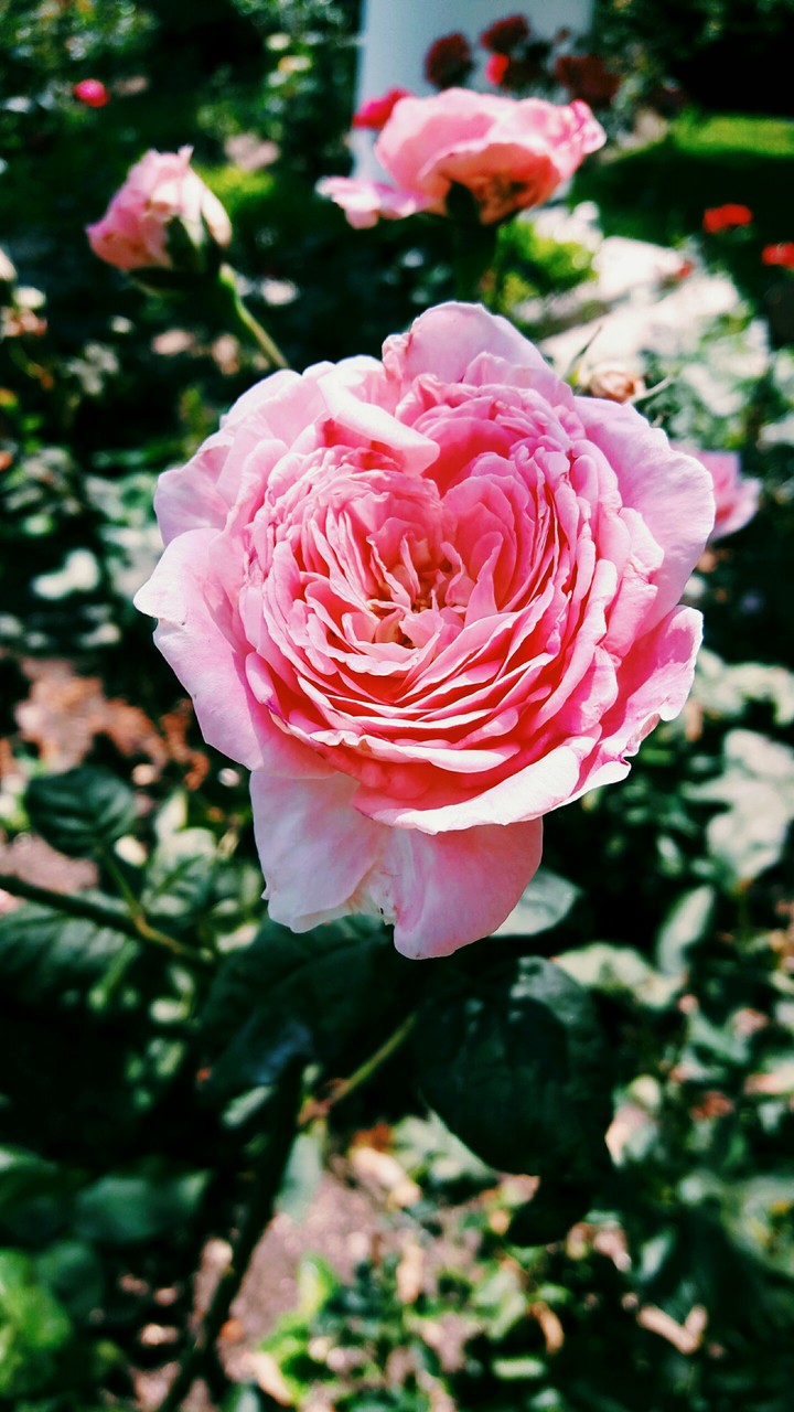 Austin Rose