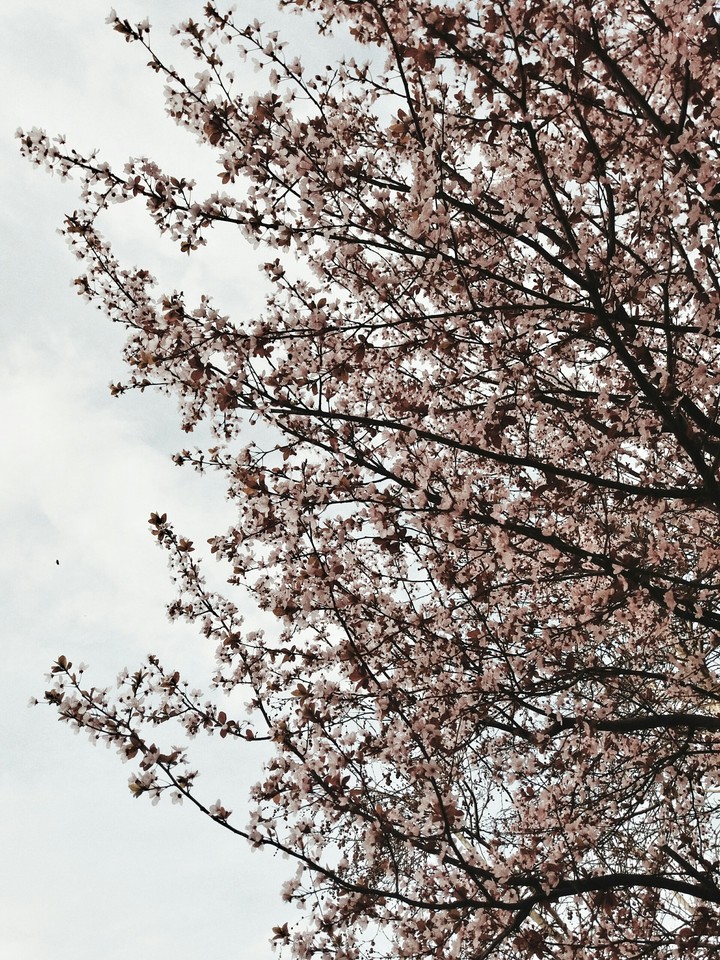 spring