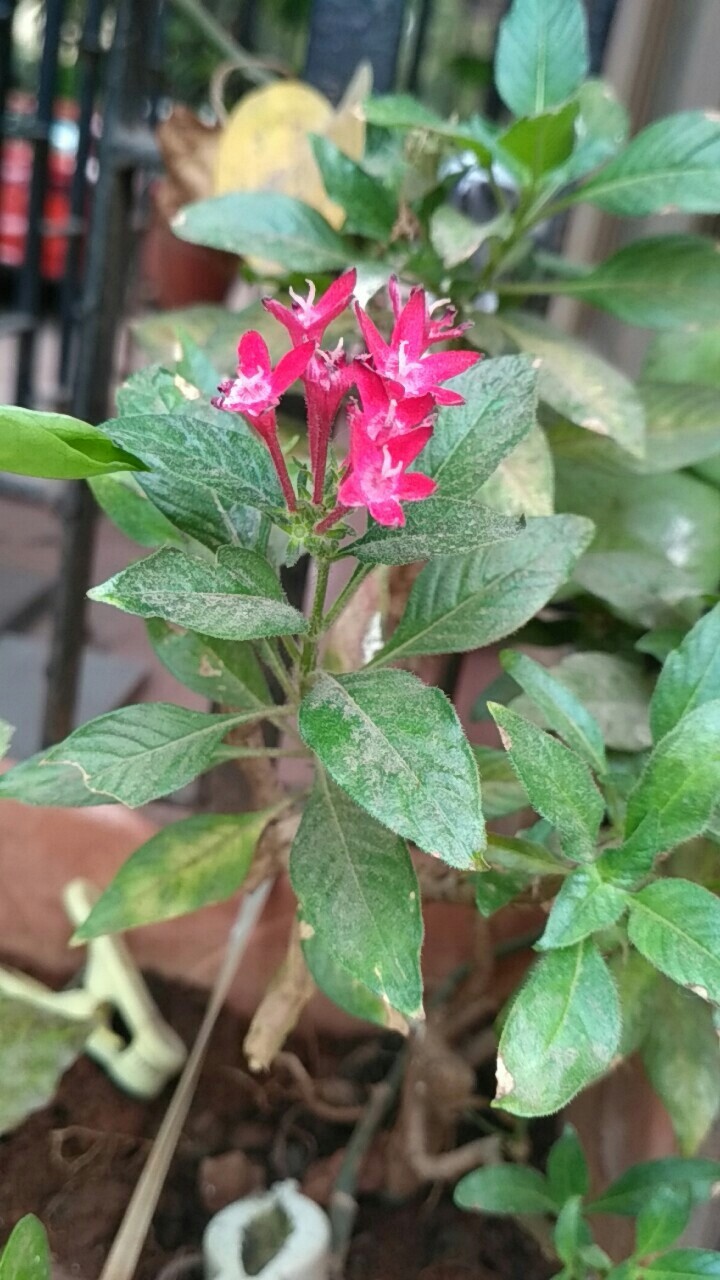 Pink flower
