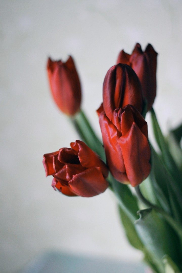 Tulips❤️