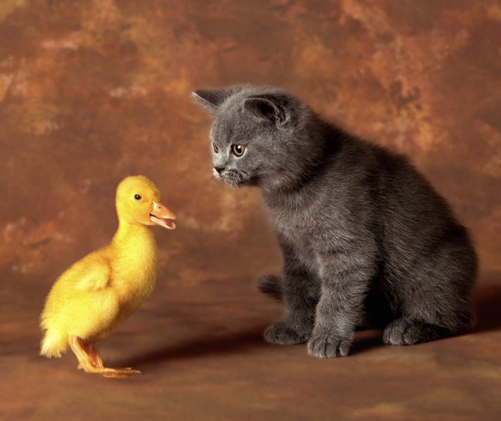 duckling. kitten.
