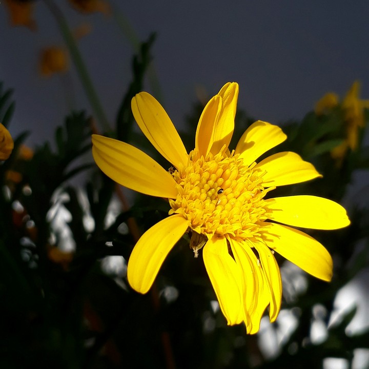 flowers