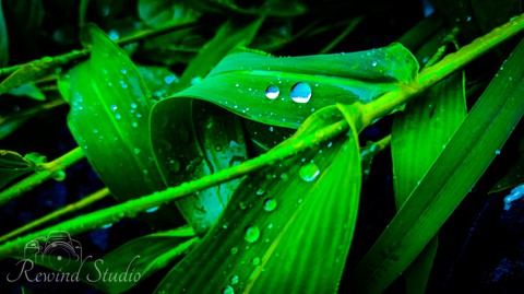 Water Drops