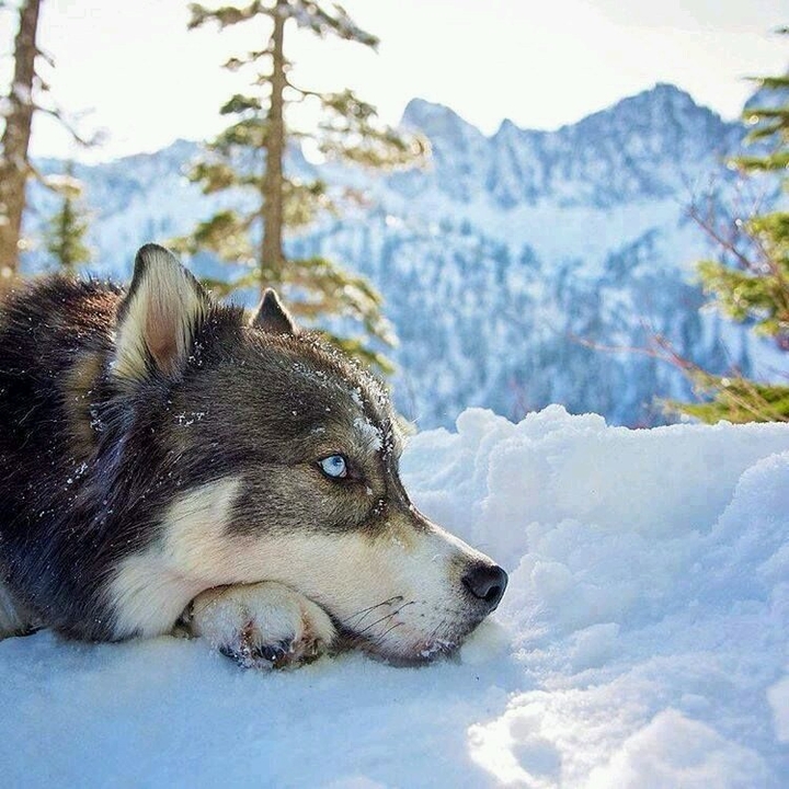 Husky