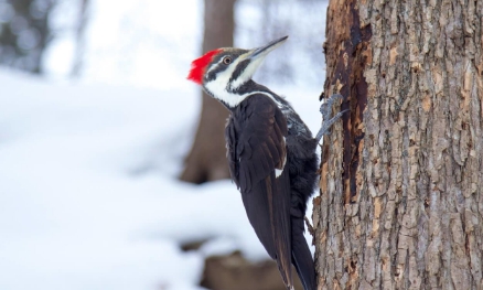 Woodpeckers