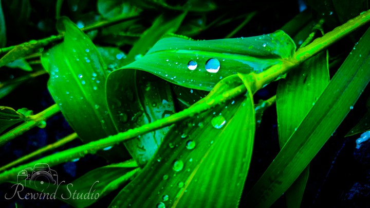 Water Drops
