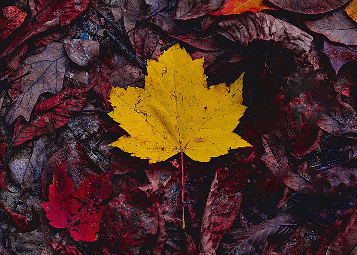 AUTUMN