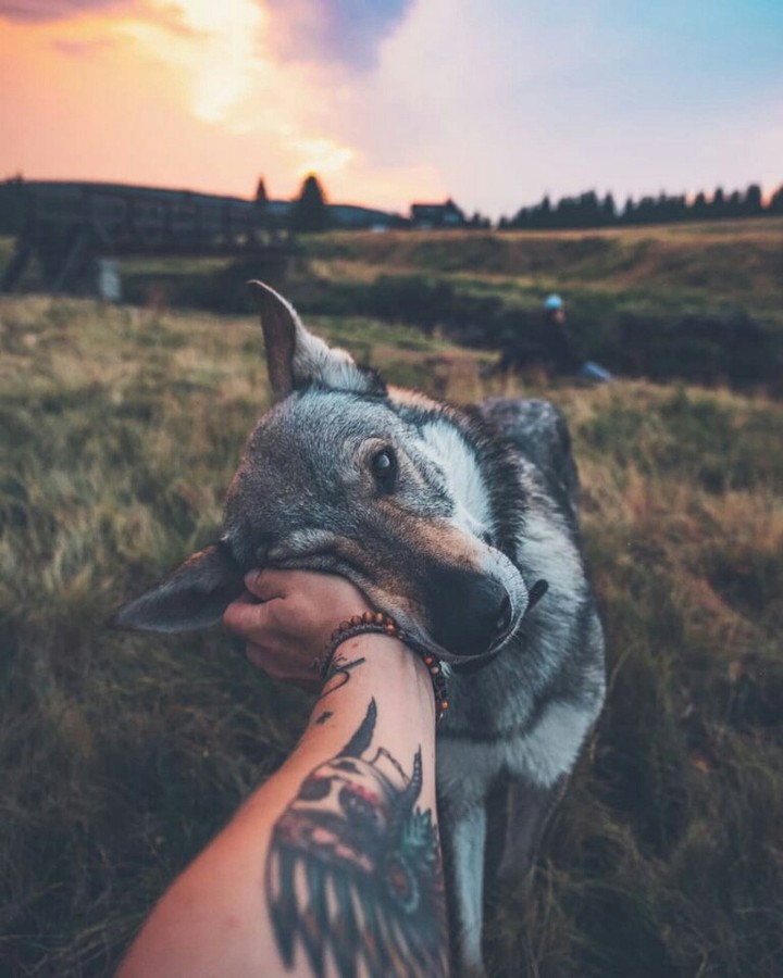 love dog