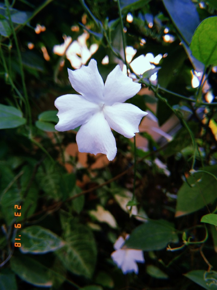 Flower