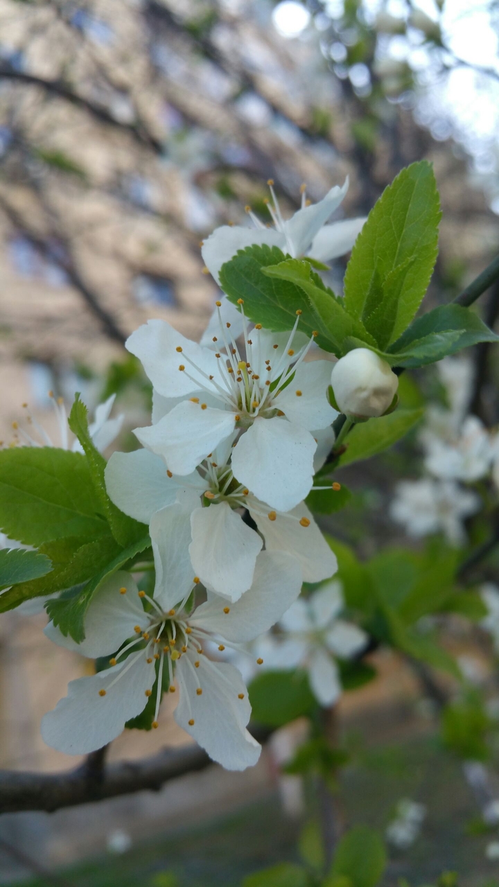 spring