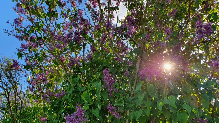 Lilac