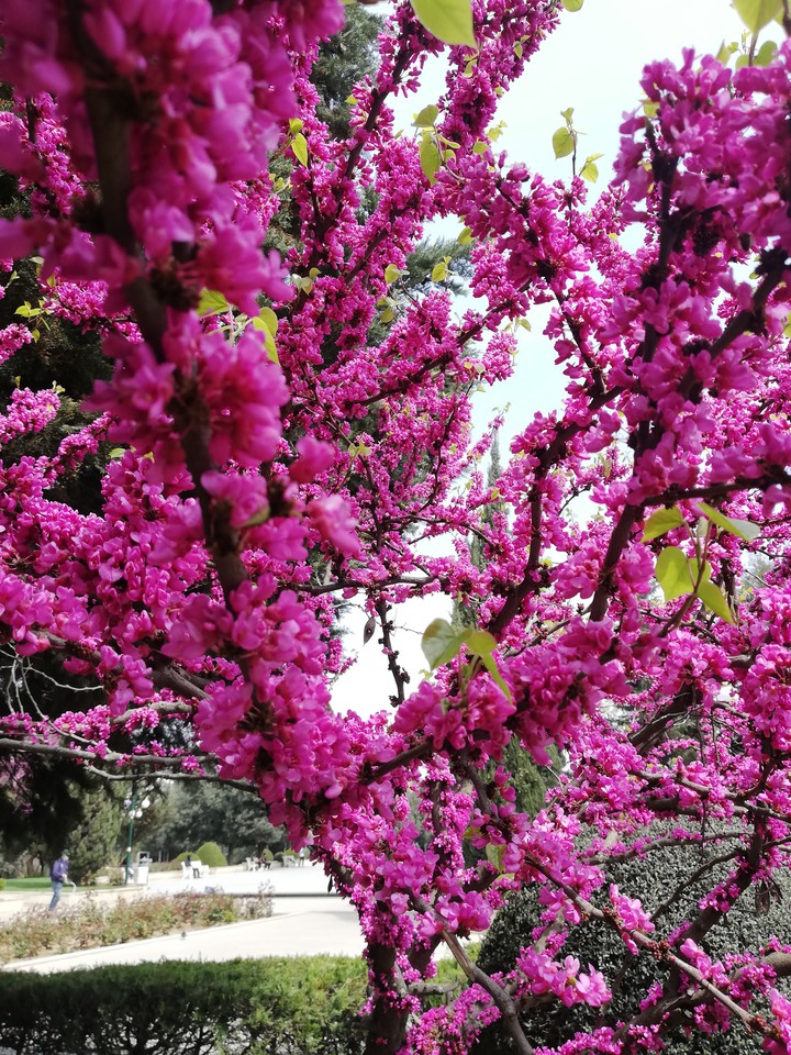 spring