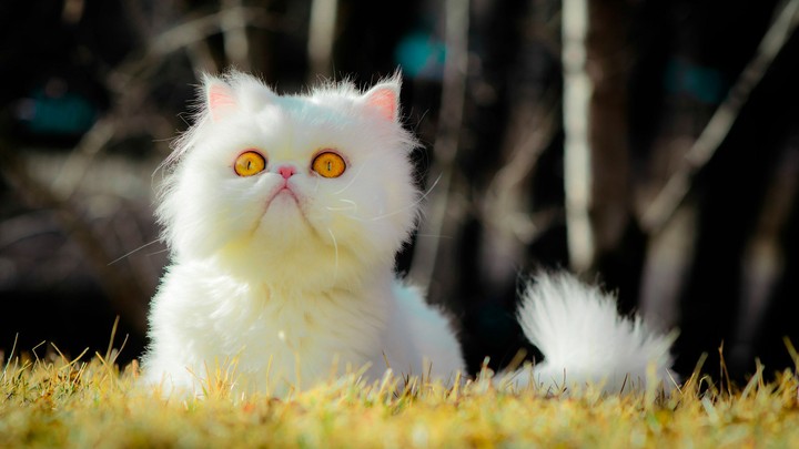 котёнок