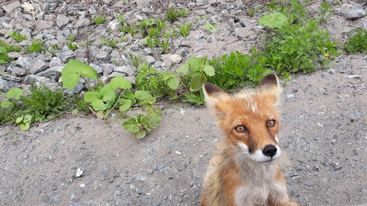 fox
