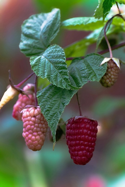 Raspberry, olallieberry Hintergrundbilder