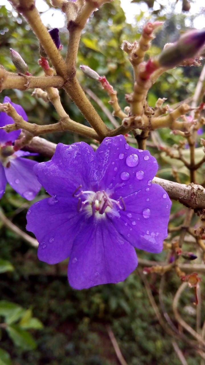 from gardem