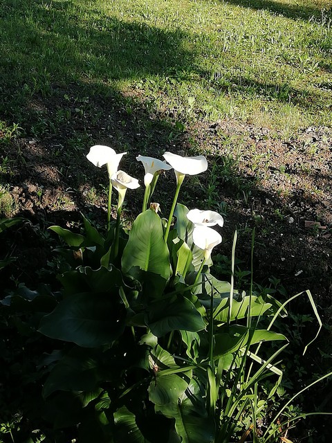 fiori