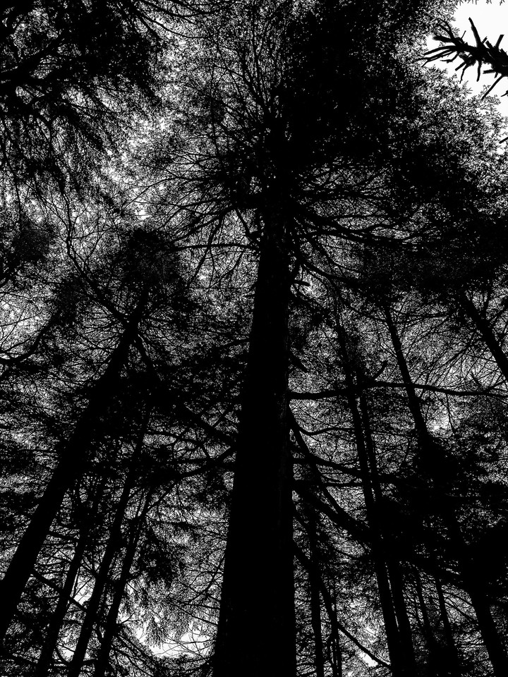 Into the woods