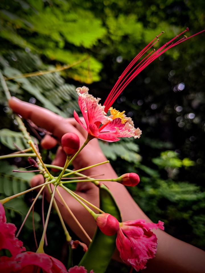 Love bloom