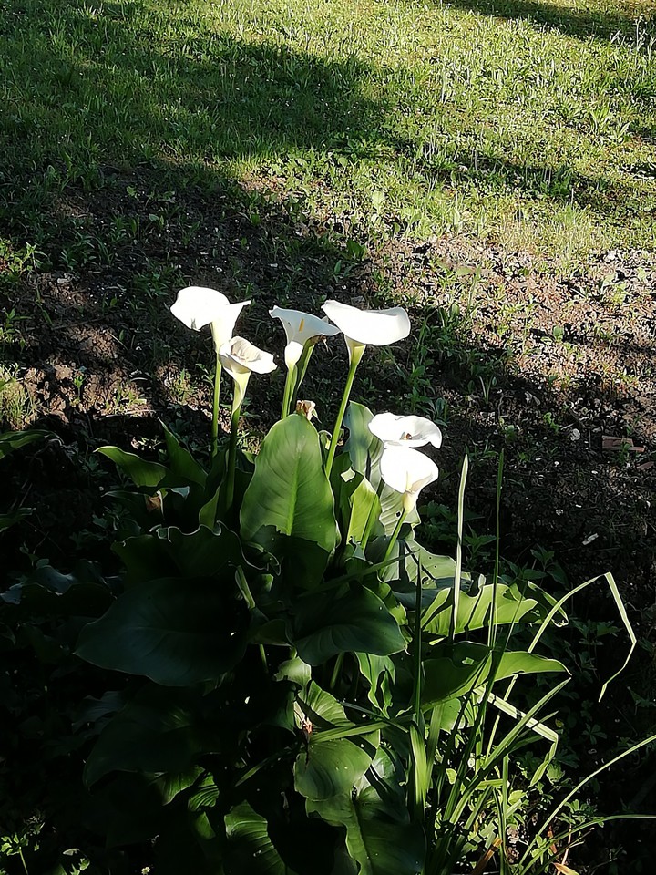 fiori