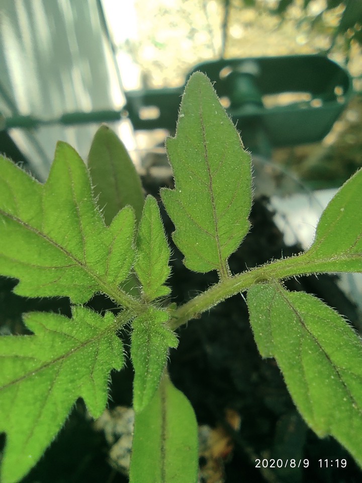 Green plant tomates